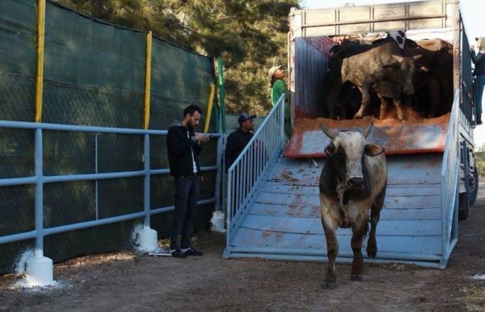 Prórroga de la suspensión del derecho de importación aplicable a bovinos y ovinos nacionales