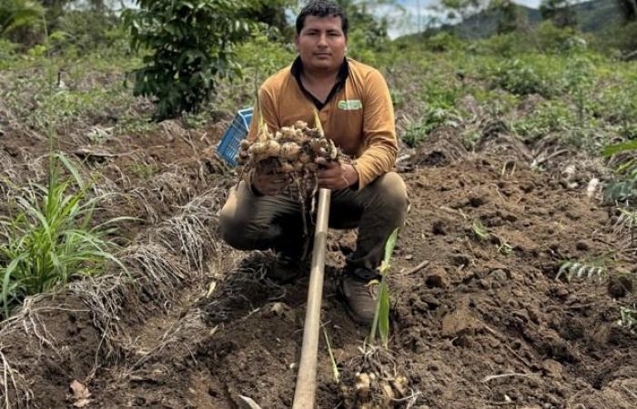 “La demanda local de jengibre aumenta a medida que los productores esperan mejores precios en los mercados mundiales”