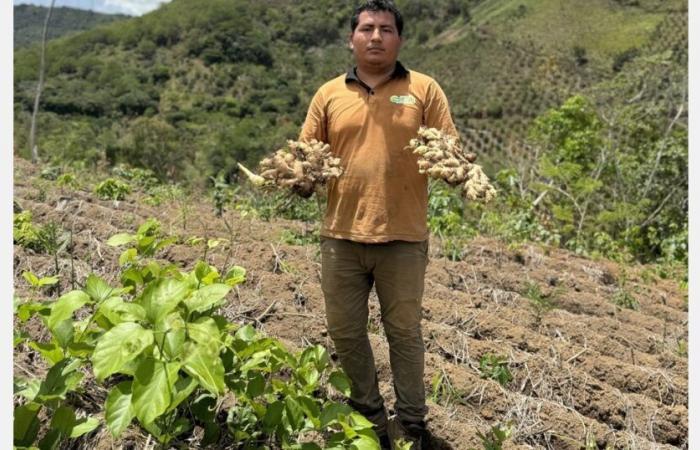 “La demanda local de jengibre aumenta a medida que los productores esperan mejores precios en los mercados mundiales”