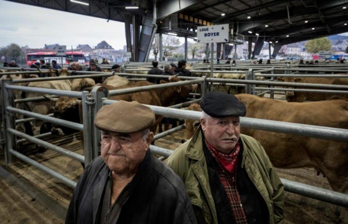 En el mercado de ganado de Laissac, en Aveyron, la preocupación de los campesinos por el Mercosur