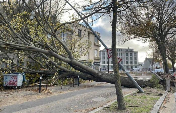 Numerosas caídas de árboles en Loira Atlántico