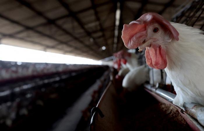 Controles reforzados tras casos de gripe aviar reportados en Hawái