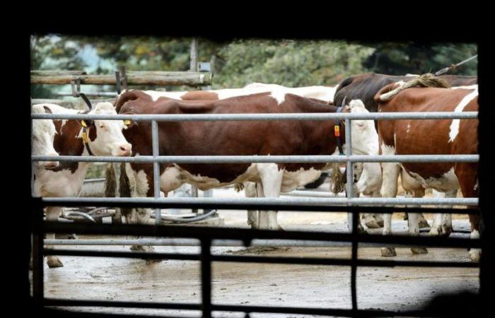 Agricultura vaudois: lagunas y falta de control en las mejoras de tierras