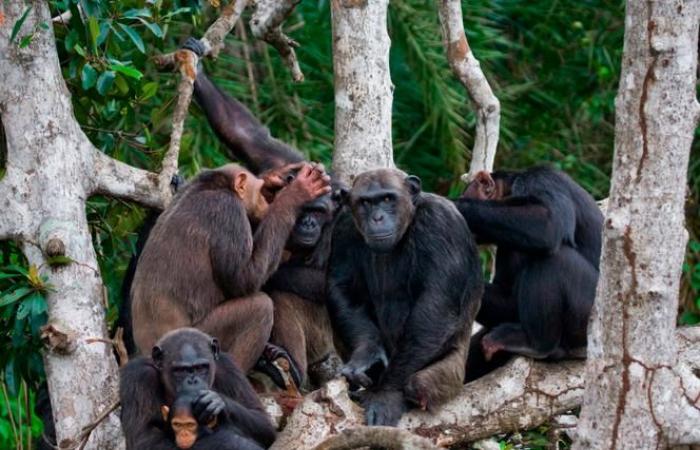 La migración, motor del desarrollo cultural de los chimpancés