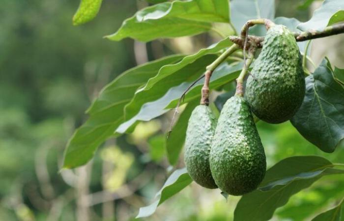 Cultivo de aguacate en Marruecos: Un informe medioambiental detalla su impacto en la escasez de agua – Consonews