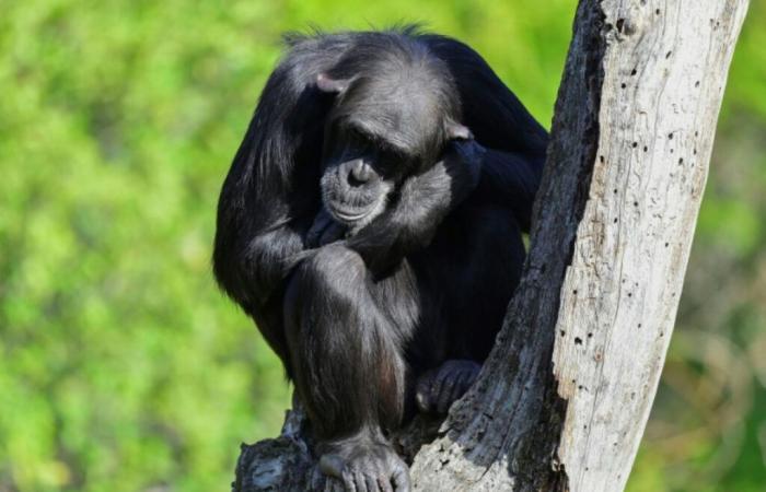 Las herramientas de los chimpancés se vuelven más sofisticadas a través de los intercambios, según muestra un estudio – 21/11/2024 a las 10:48 p.m.