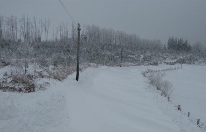 Setos para combatir los efectos de la nieve.