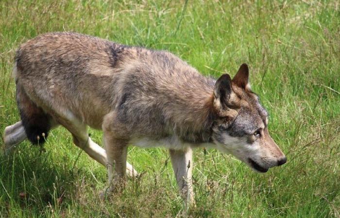 Drôme: un ternero de dos días y medio asesinado por un lobo