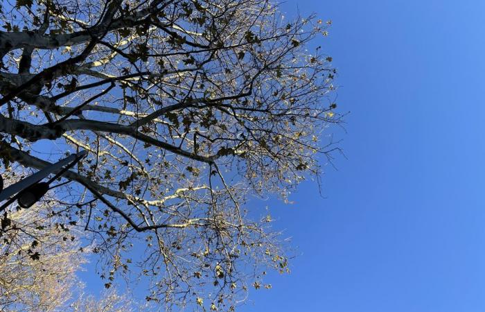 Informe meteorológico. ¿Cuál es el tiempo en Alta Francia para este jueves 21 de noviembre?