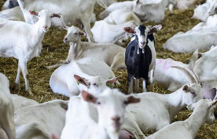 Más de 200 cabras murieron en las llamas: dramático incendio en una granja anoche