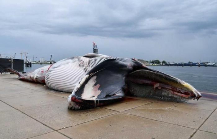 Ballenas de todo el mundo amenazadas por el riesgo de colisión con barcos