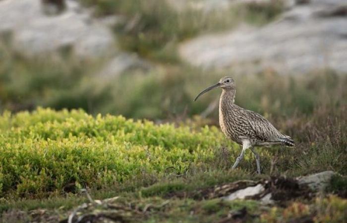 Un estudio confirma la desaparición del zarapito pico fino, visto por última vez en Marruecos