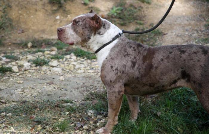 Lo que sabemos sobre el corredor atacado por perros en Bergeracois