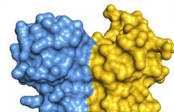 ADAR1, una enzima cuya asociación por pares influye en la edición del ARN