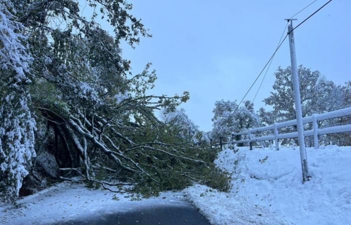 Un roble cae bajo el peso de la nieve en una carretera del Canal: el tráfico completamente bloqueado