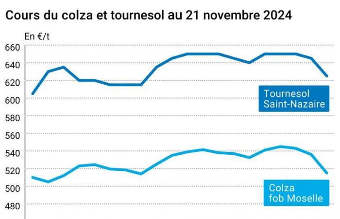 COTidienne | Semillas oleaginosas – Los precios de las semillas oleaginosas se desploman, con temores sobre las consecuencias del regreso de Donald Trump al poder