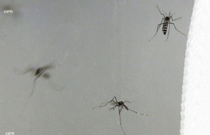 Confirmados 4 nuevos casos de chikungunya en Reunión, incluido un caso aislado en Saint-Pierre