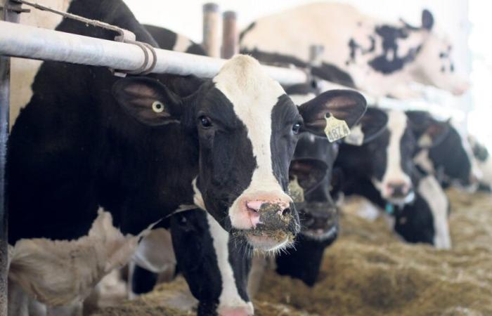 Se cuestiona la fórmula de fijación de precios de la leche