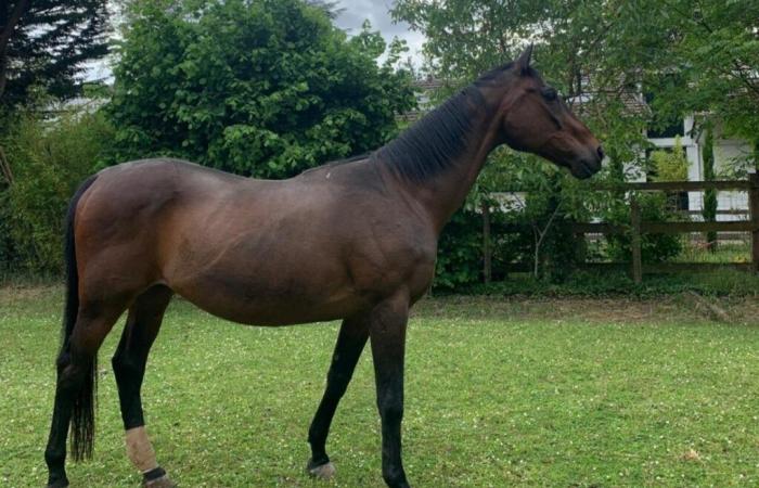 acusa a los cazadores de haber estresado hasta la muerte a su caballo