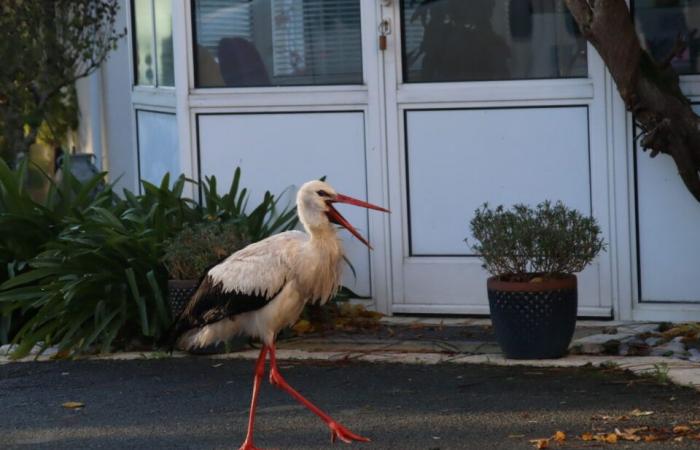 Un extraño okupa se ha instalado en este barrio de Gironda