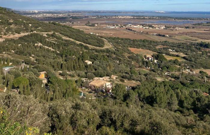 Tres perros de caza murieron tras ingerir perdigones envenenados en el macizo de Gardiole