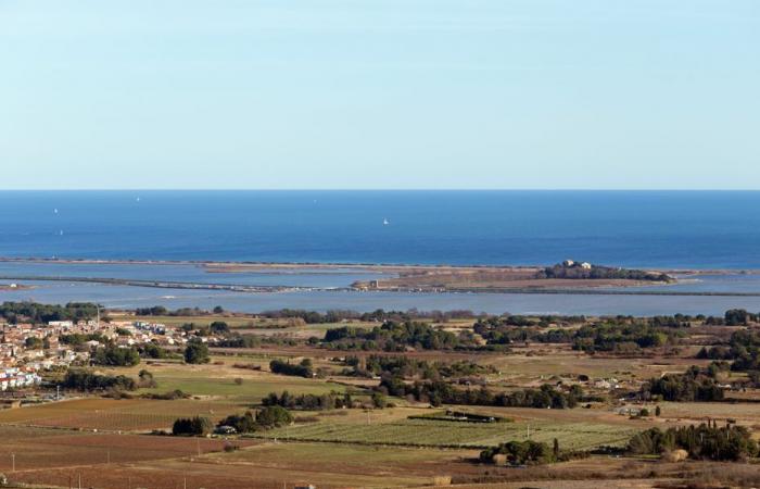 Albóndigas envenenadas descubiertas en un macizo de Hérault, varios perros murieron