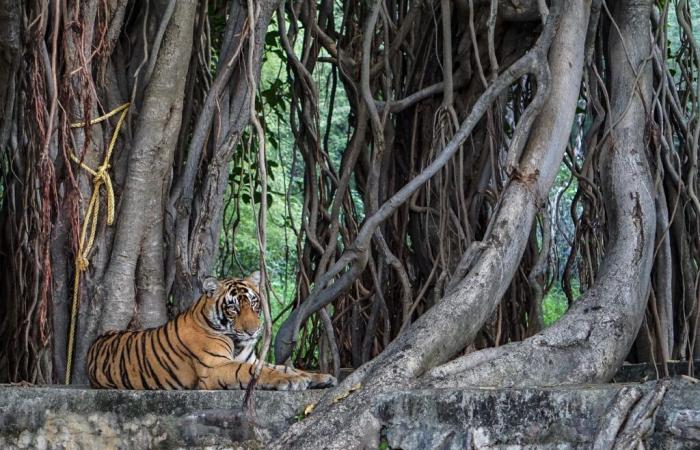 Mujeres indias víctimas de tecnologías de vigilancia de la vida silvestre