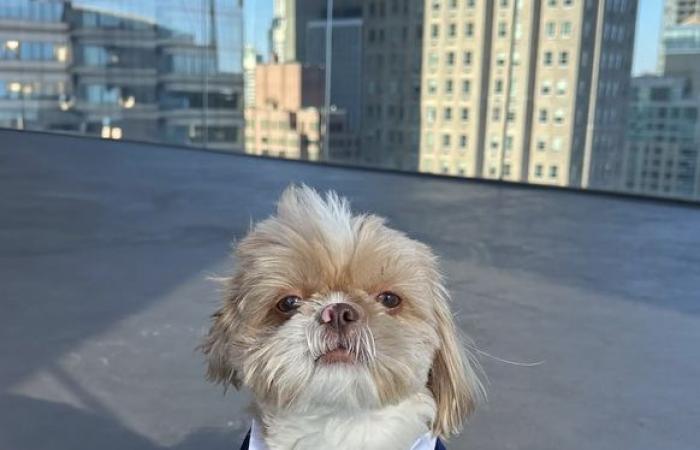 El perro Bertie murió después de su elección.