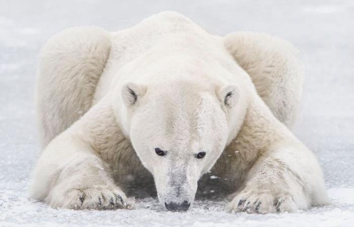 Vincent Munier: “Todavía puedo tener miedo, incluso en un bosque sin osos y este sentimiento es precioso”