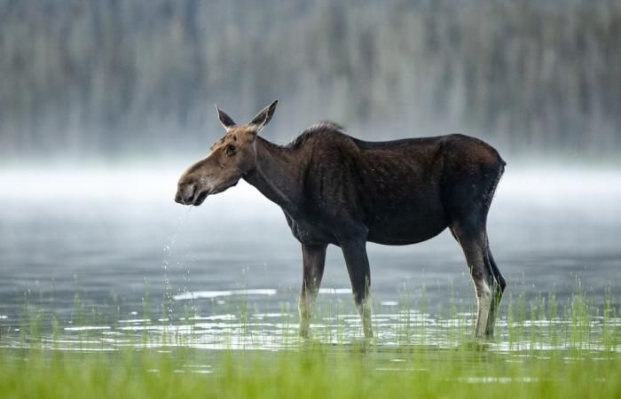 Los alces podrían ser diezmados por una garrapata