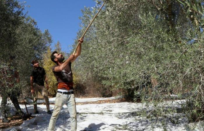 En el sur del Líbano, la cosecha de aceitunas resiste los bombardeos israelíes