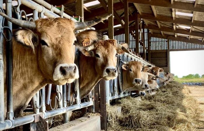 Parthenay-Gâtine valida su primer proyecto de plan urbanístico local