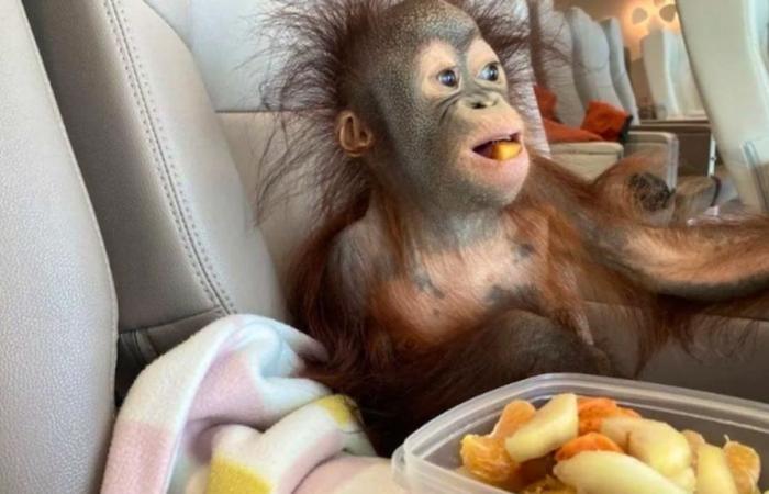 Kiwi, el orangután, viaja en primera clase