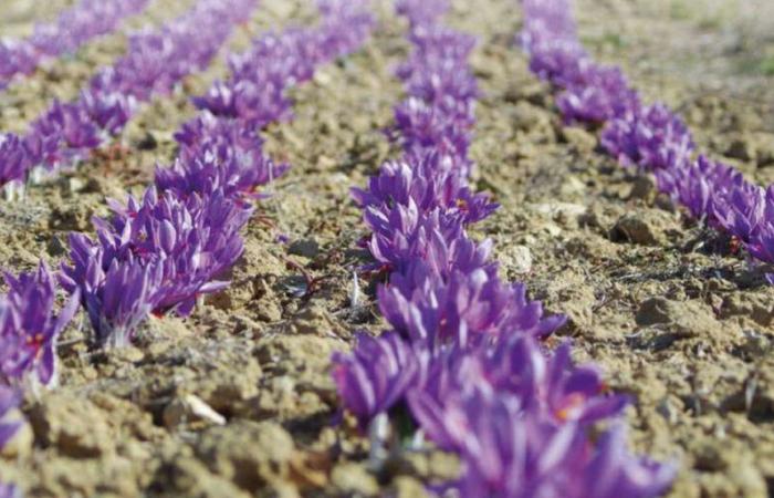 Agricultura: Azilal, el nuevo Eldorado del oro rojo marroquí