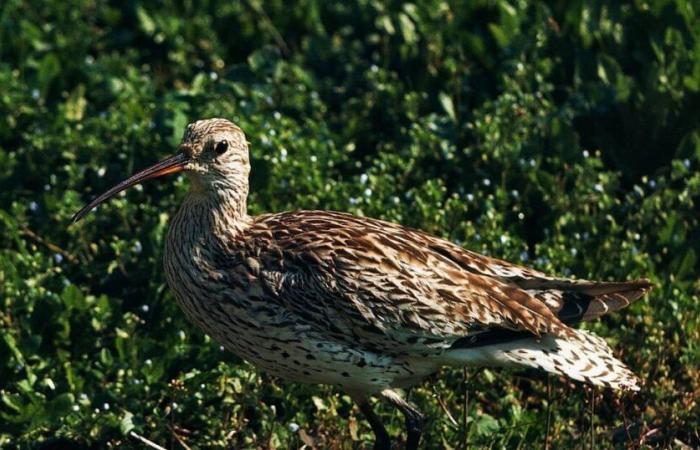 Primera desaparición de una especie de ave continental en Europa – Libération