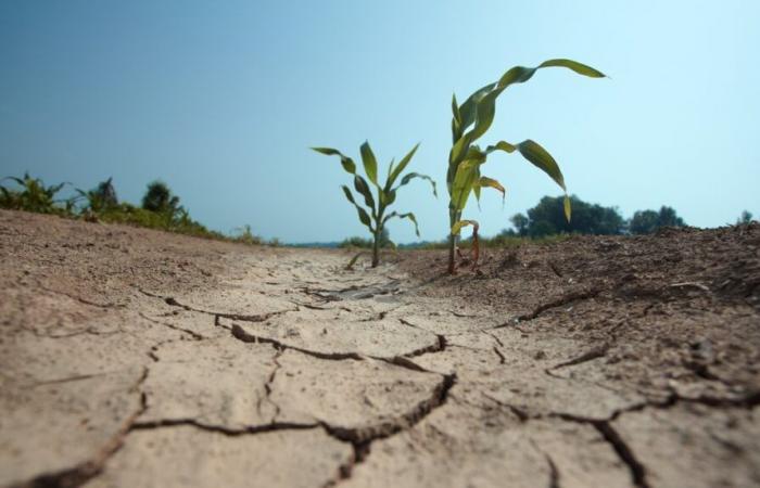 GARD Participa en preguntas sobre cambio climático