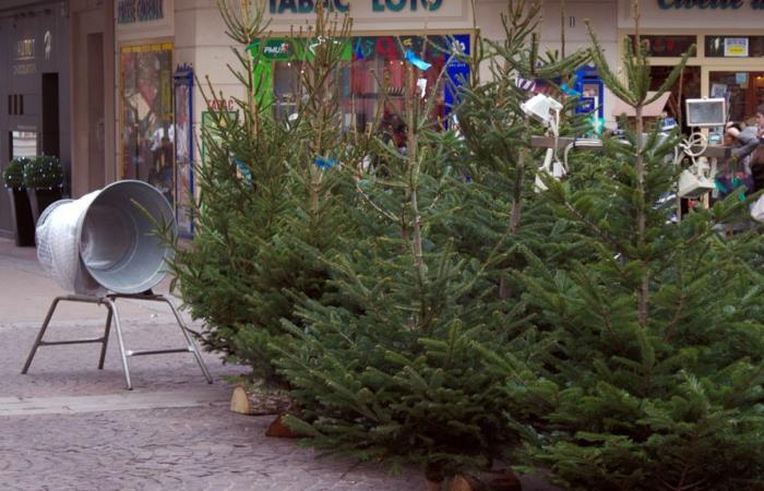 ¿Cuál es el “precio justo” de un árbol de Navidad?