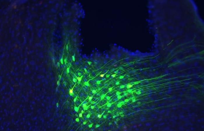 Los investigadores identifican un circuito cerebral que vincula la respiración y la calma emocional.