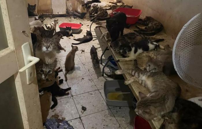 Gatos momificados, cadáveres de animales, olores de muerte… En los Alpes Marítimos, la serie oscura de las “casas del horror”