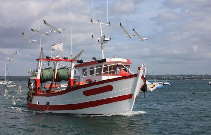 Un pescador pesca una langosta dorada extremadamente rara; tenía una probabilidad entre 30 millones de capturarla