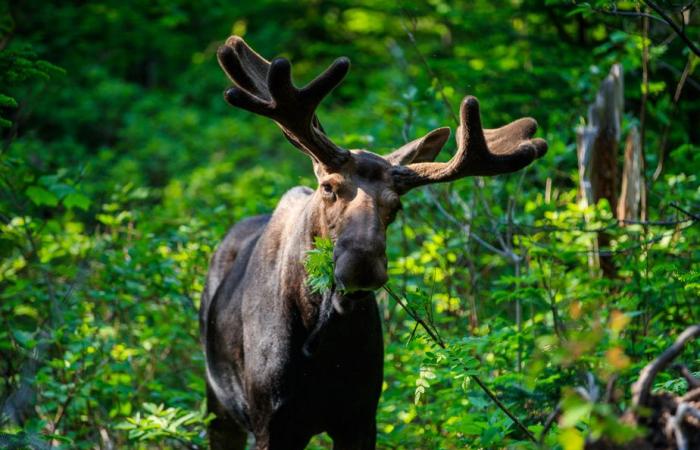 Los alces podrían ser diezmados por una garrapata