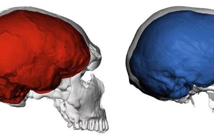 El cerebro, motor de la raza humana