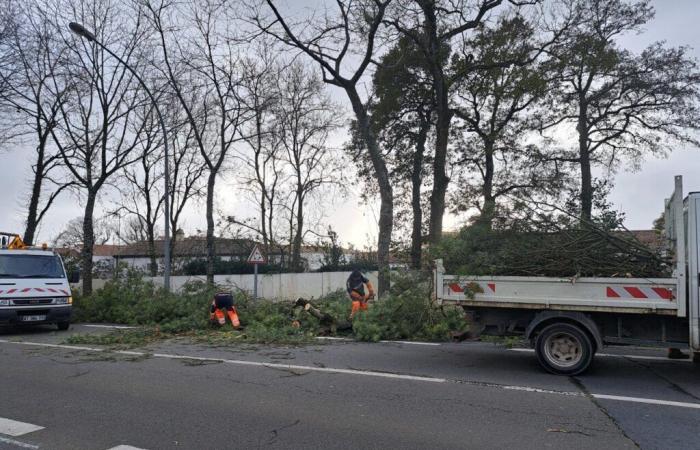 gestionó el tráfico tras la caída de un árbol en Challans