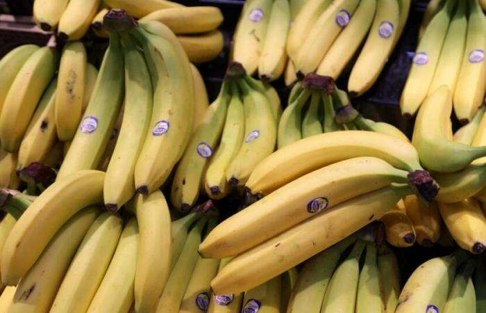 El plátano, fruta reina, podría ver incrementado su precio en las próximas semanas