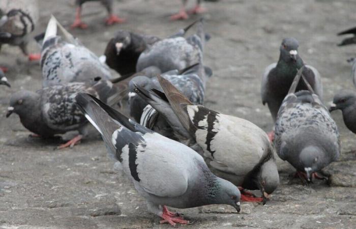 ¿Qué solución para las palomas en esta localidad de Sena Marítimo?