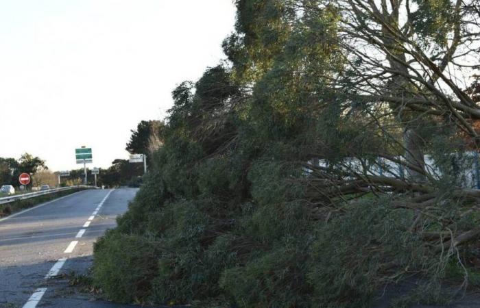 Tormenta Caetano. Carreteras cortadas e intervenciones en curso en los alrededores de Saint-Nazaire