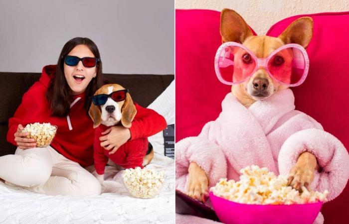 ¡Un cine abre sus puertas a los perros en París en diciembre!