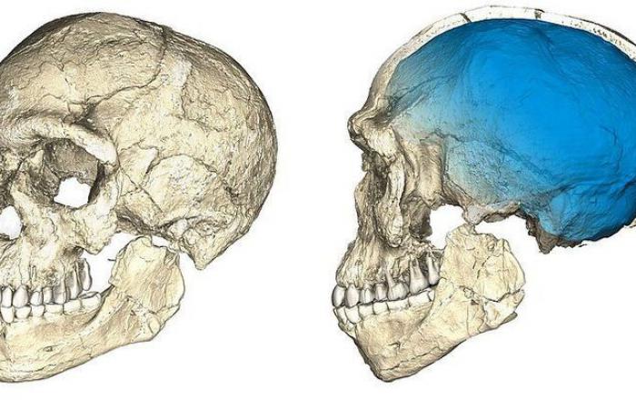 El cerebro, motor de la raza humana