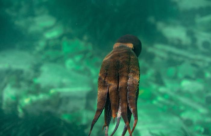 Este animal gobernaría la Tierra si el hombre desapareciera según los científicos