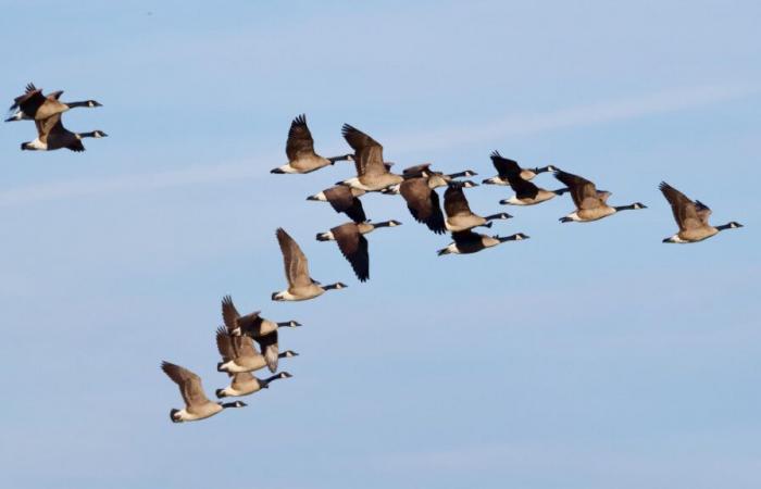 ¿Qué impacto tiene sobre las aves migratorias?